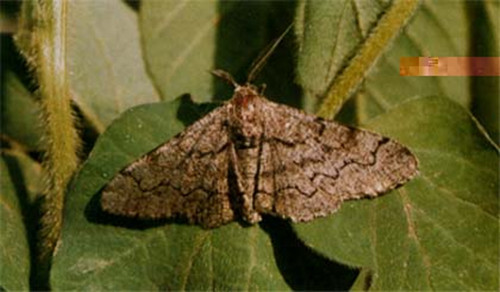 防治|频振式杀虫灯防治棉铃虫与春尺蠖试验