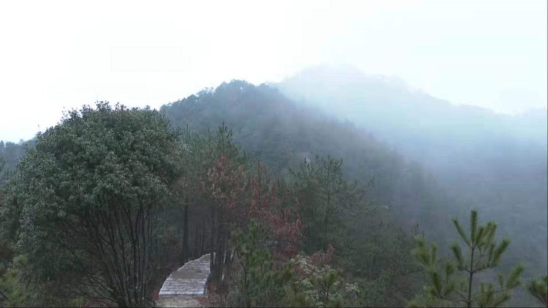 大雪 将至初雪飘 永嘉高山迎今冬第一场降雪 防冻