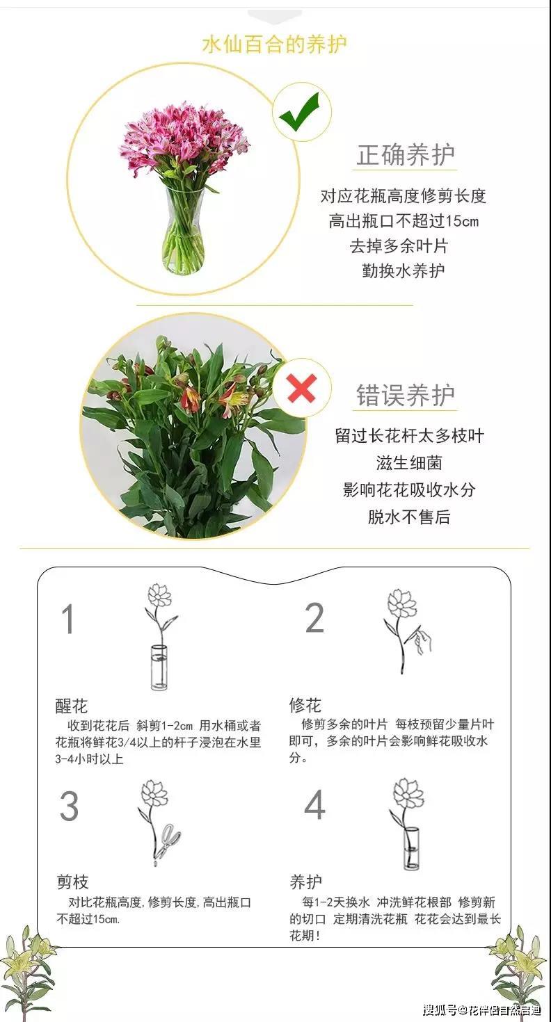 鲜花保鲜,我有秘诀!_养护