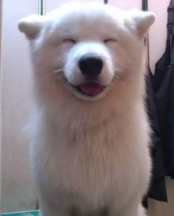 要狗看门千万别选萨摩耶这货除了笑不会干别的了