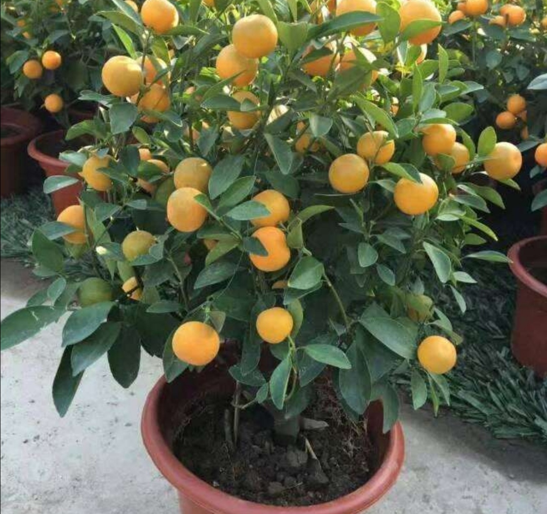 金桔盆栽出现落果,常是4种原因造成的,要采取这些措施防治