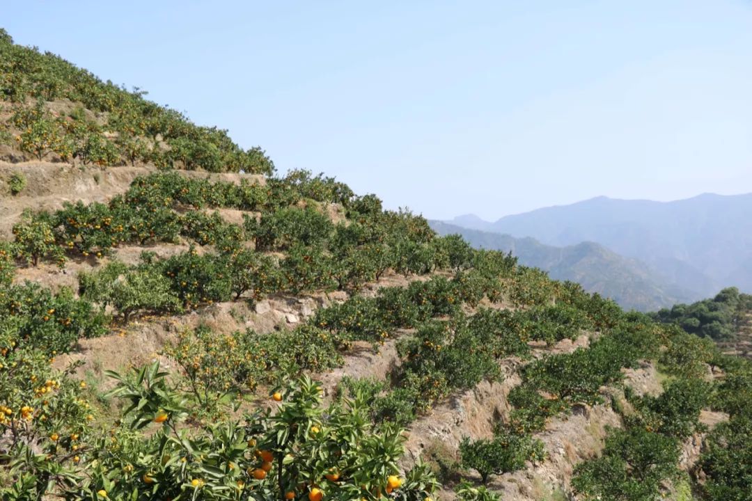 涌泉蜜桔 | 皮薄无籽,清甜爆汁,一个果可挤出一杯果汁!