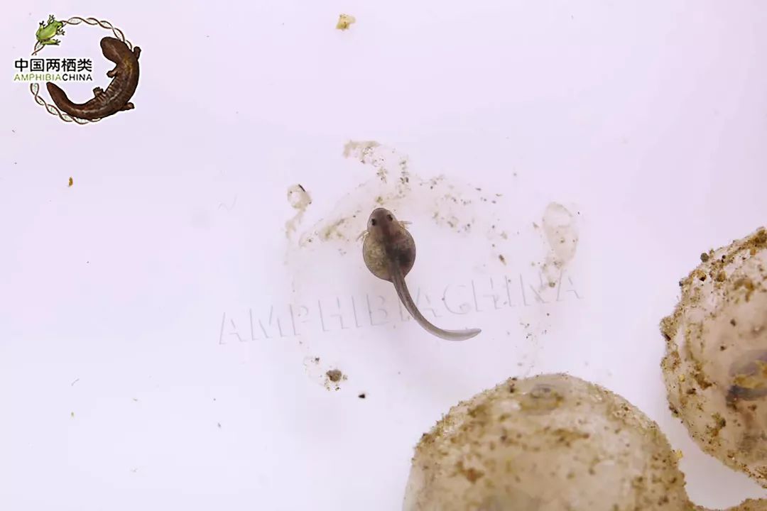 小棘蛙蝌蚪胚胎发育记