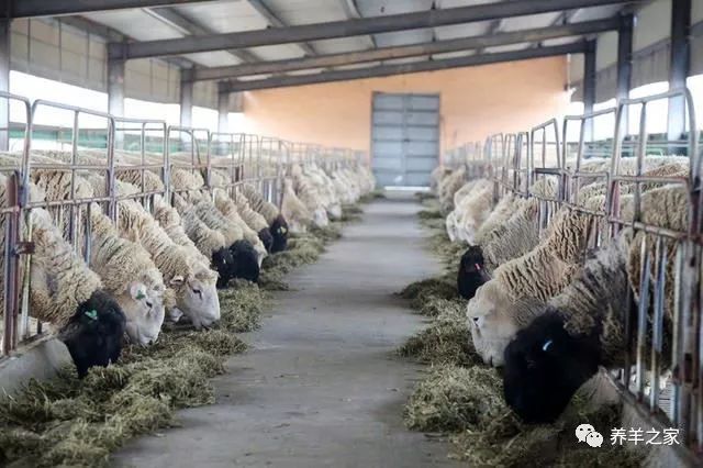羔羊断奶120天快速育肥出栏技术