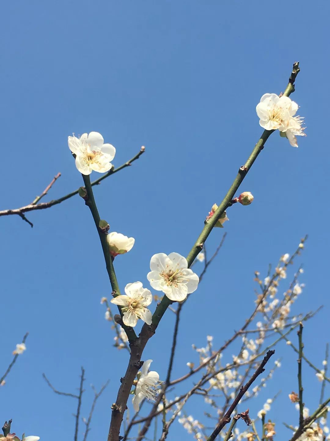 每日背诗生查子重叶梅