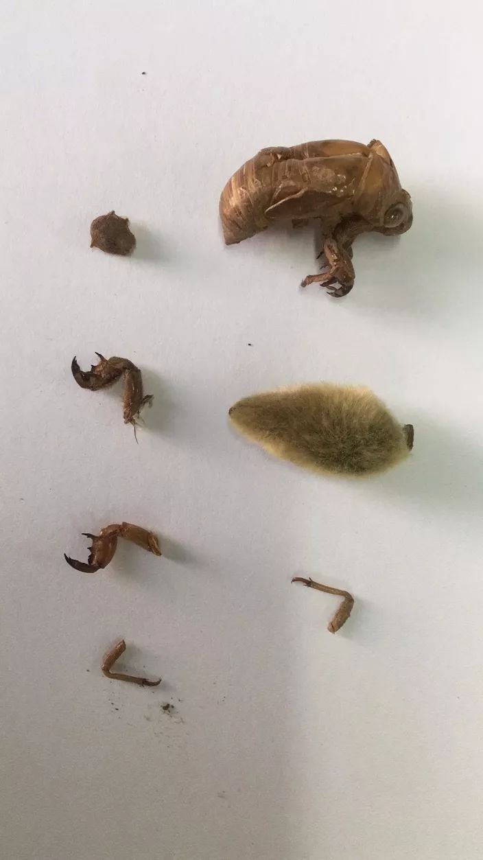 辛夷,中药名,它其实是玉兰花或望春花的干燥花蕾,可以做毛猴的身体.