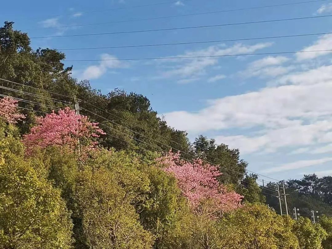 多图德庆香山公园凸现大片粉红色花海登山散步又有好去处