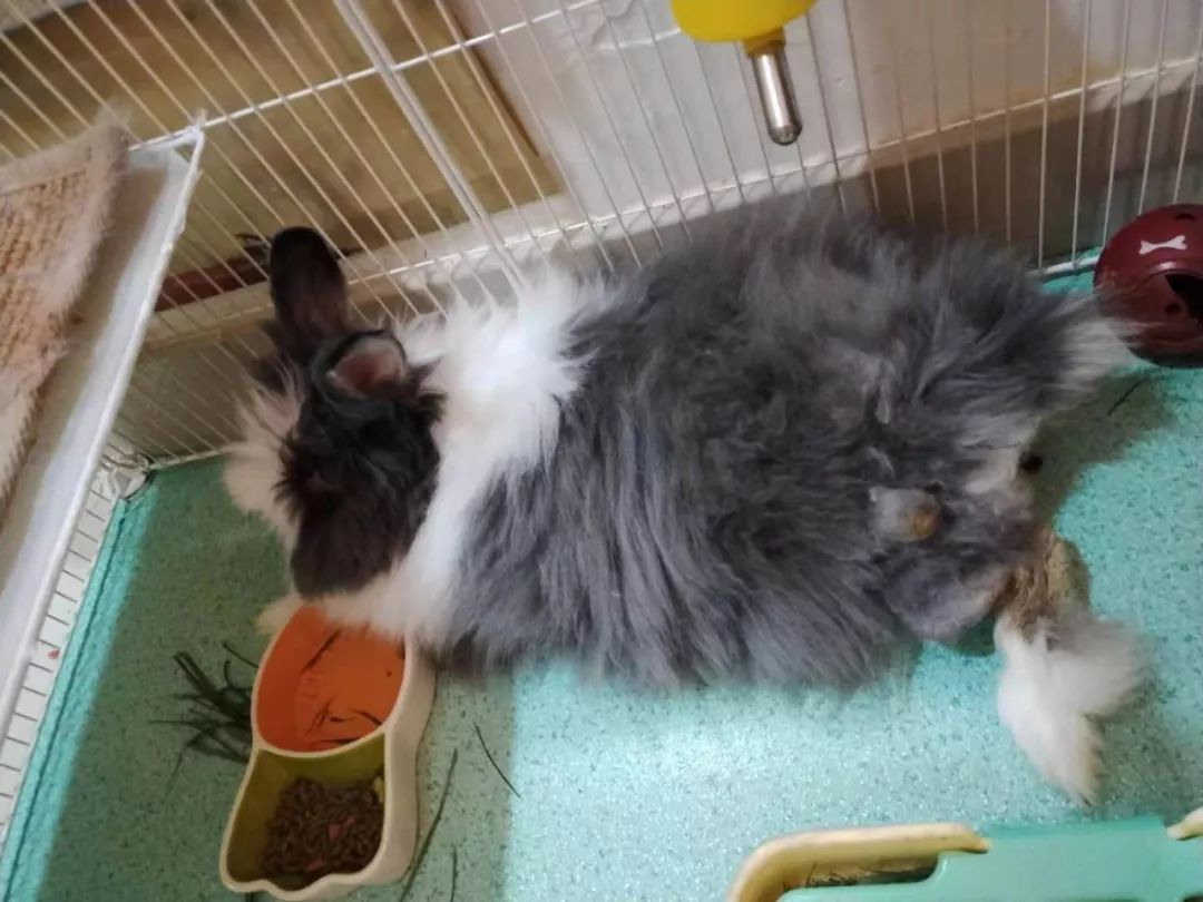 猫猫兔腿和屁股的毛都打结了,却不让碰怎么办?