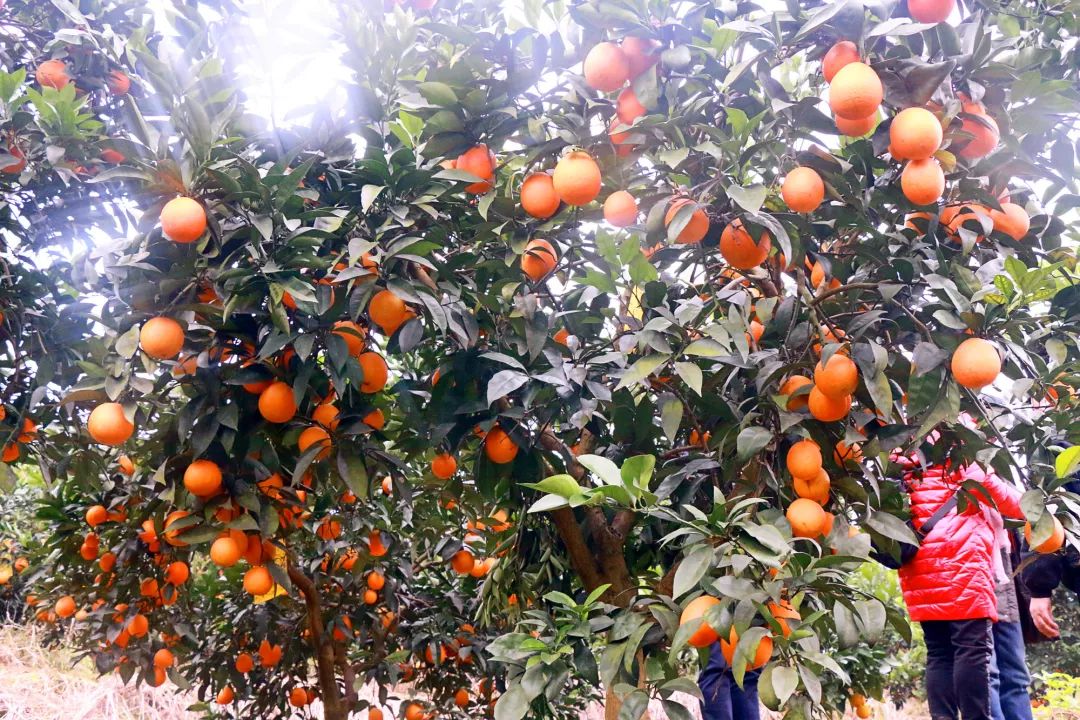 南沱镇万亩柑橘已经成熟,周末约起!