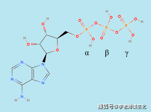 核酸与核苷酸(二)_磷酸