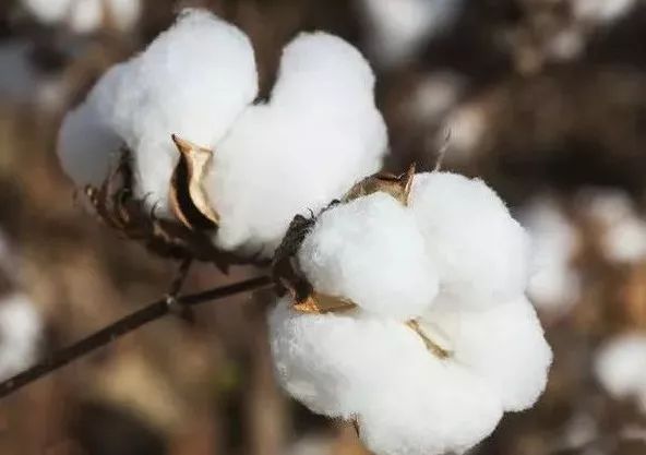 棉花栽培技术发展现状及创新建议 种植