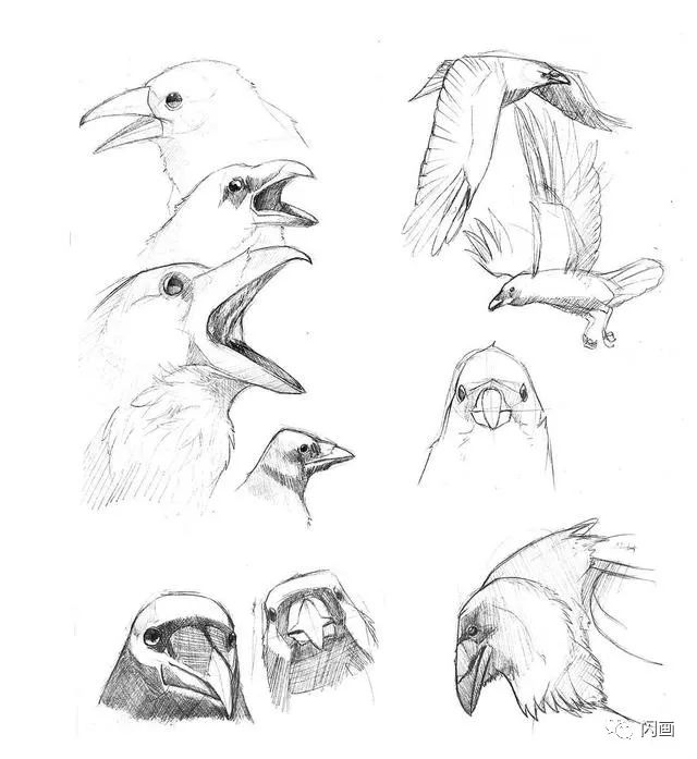 动物各种形态的手绘画稿