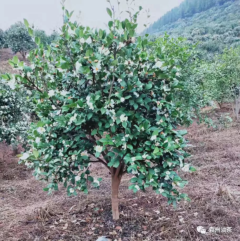 乾貨!油茶整形修剪實踐技術措施(延伸)_樹體