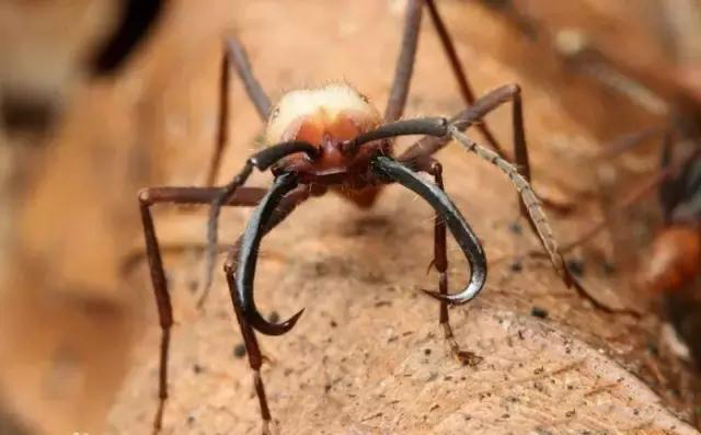很可能所谓的食人蚁,是大自然比较强大的蚁群,比如行军蚁中矛蚁,矛蚁