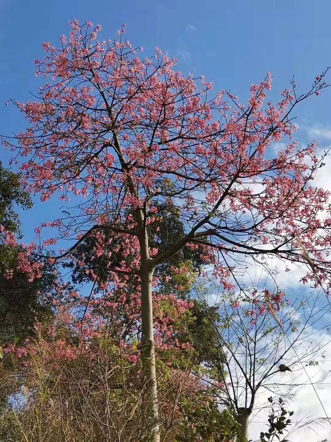 多圖德慶香山公園凸現大片粉紅色花海登山散步又有好去處