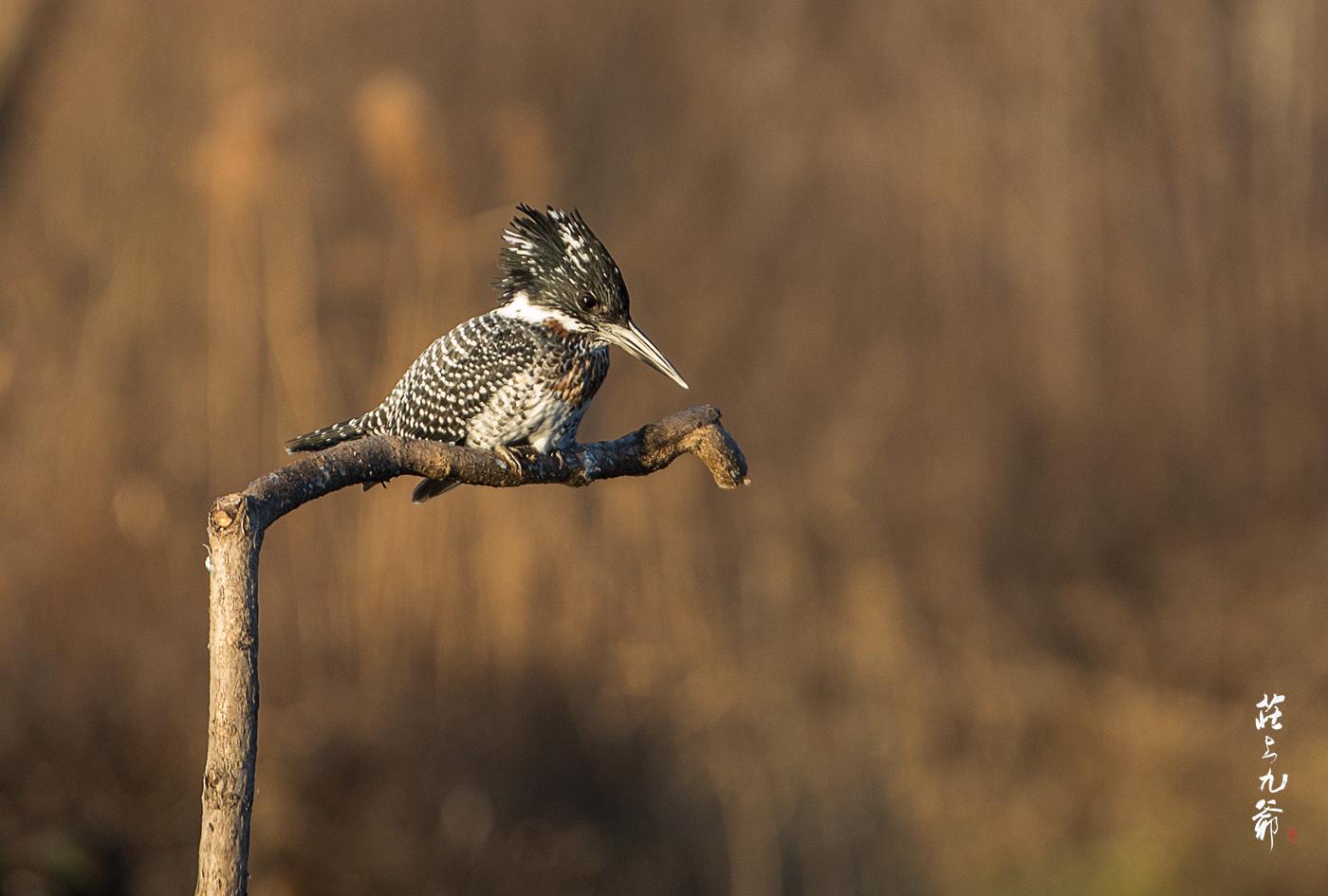 太行山下冶河边飞来一群白俄罗斯国鸟却极少有人能看到