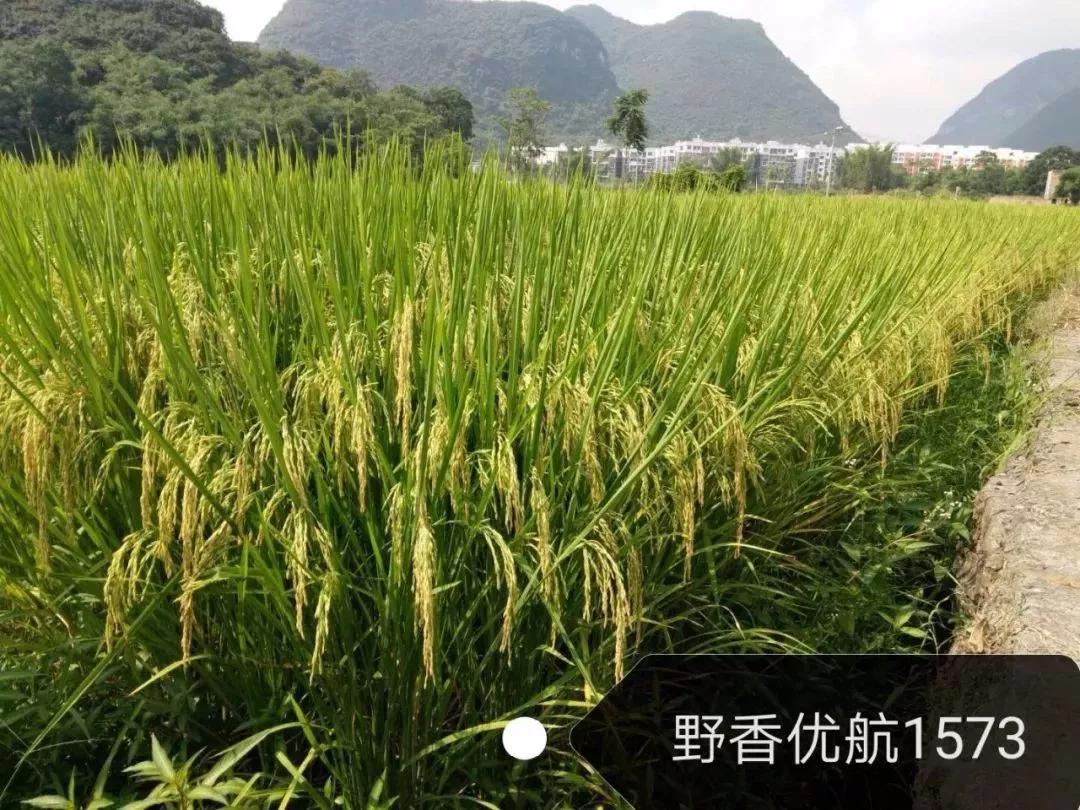 五山丝苗水稻品种简介图片