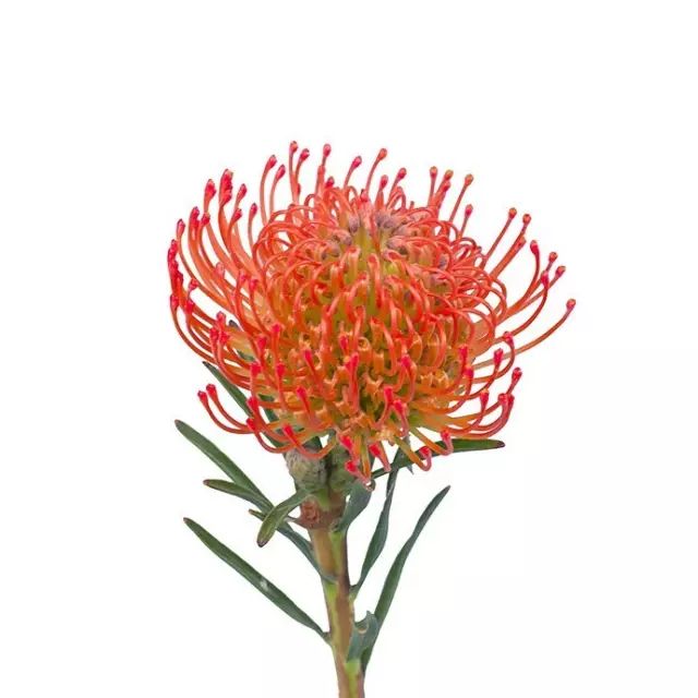 身为花艺师你不得不知道的花材套路