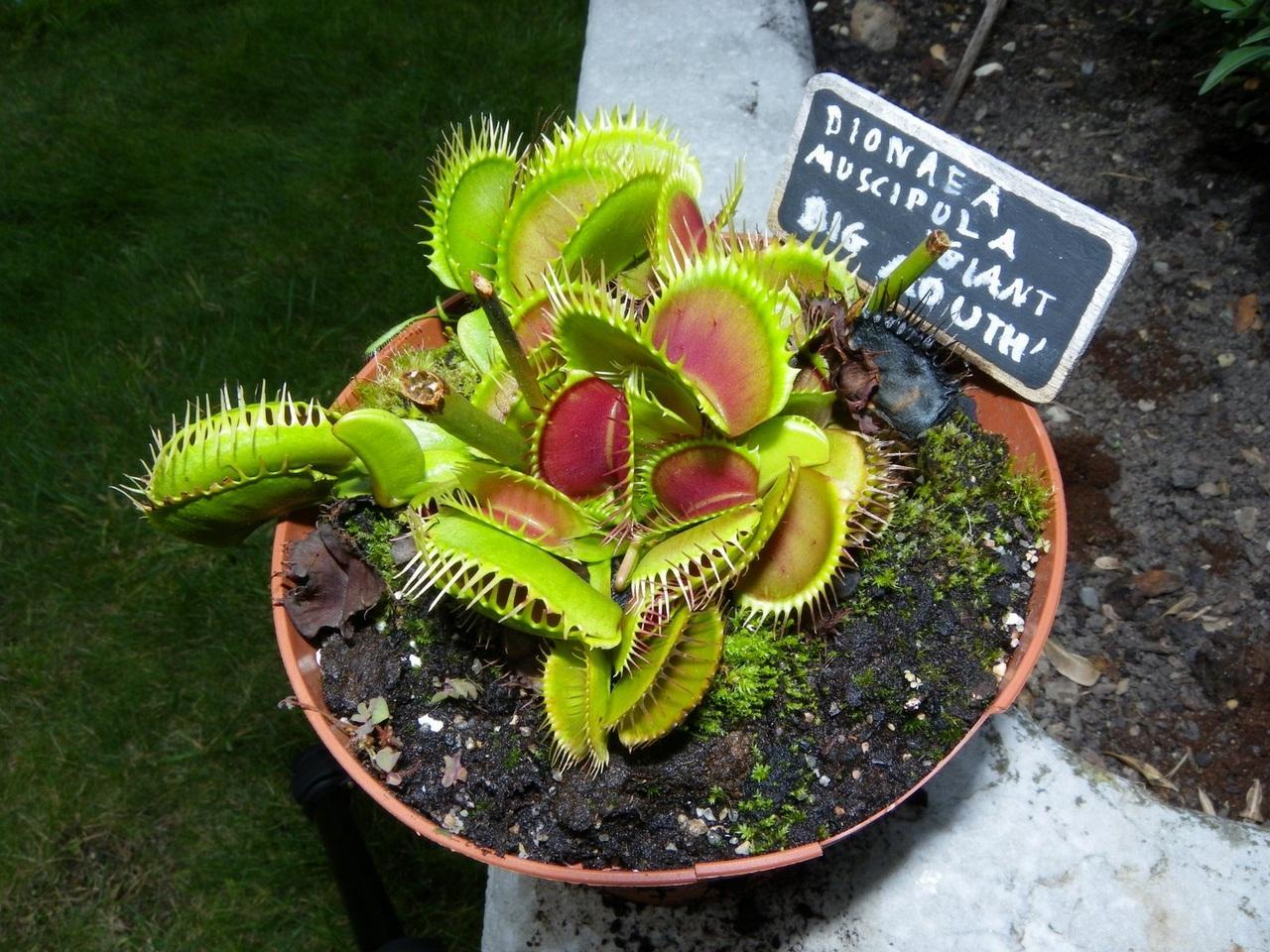 原创此花是很有趣的花,可以捕捉一些飞虫,在夏天的时候开花