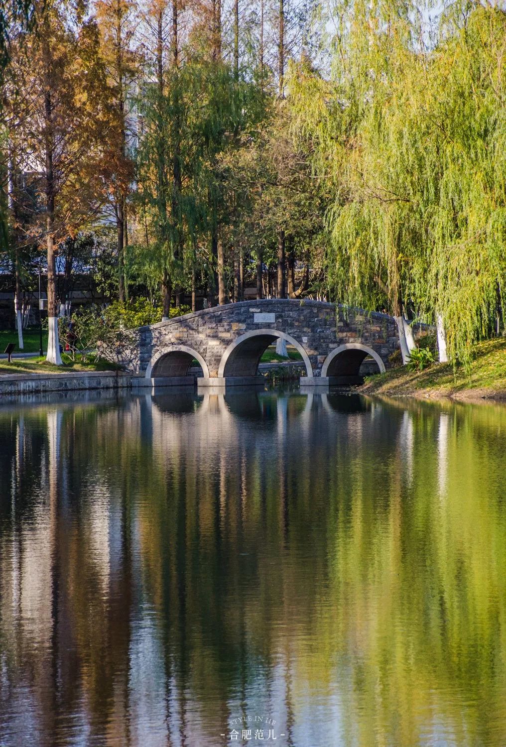 来源:发条橙 重开后的花冲公园风景宜人,夕阳西下时大片 银杉林被染成