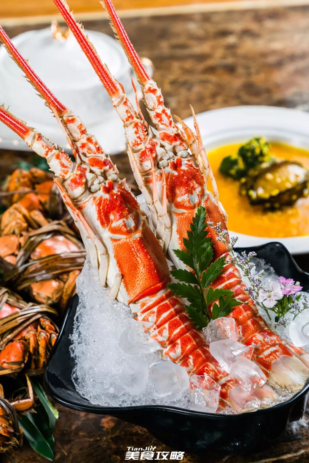 不认输的印尼红龙虾, 颜值抢当c位,没人敢反对!根本就是"团宠属性"!