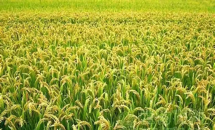 水稻种植业生产规模现状以及发展前景