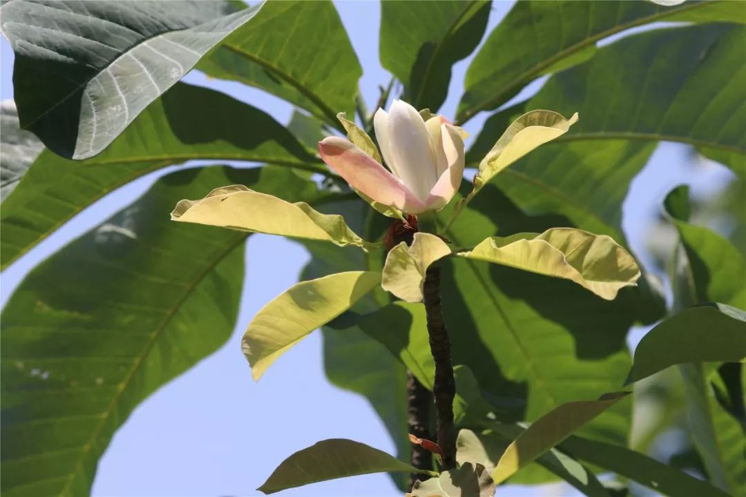 关注恩施州州树州花评选开始了你选哪一种