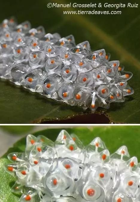 动物奇观:透明毛毛虫似水晶钻石_宝石