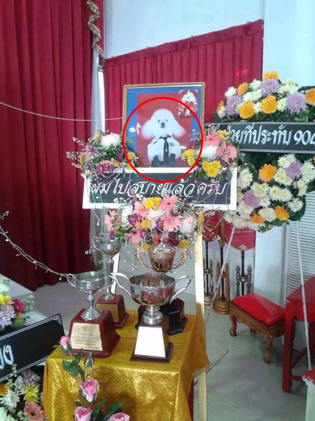 荒唐!玛哈国王给宠物狗举行丧葬仪式,摆上"遗照"供人们跪拜