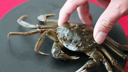 492_276gif 动态图 动图