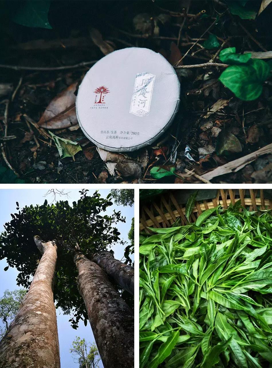云南高杆同庆河高杆茶