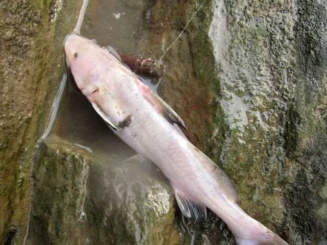 将家养的江团与它放在一起,一看就知道谁是野鱼,野生江团是清江