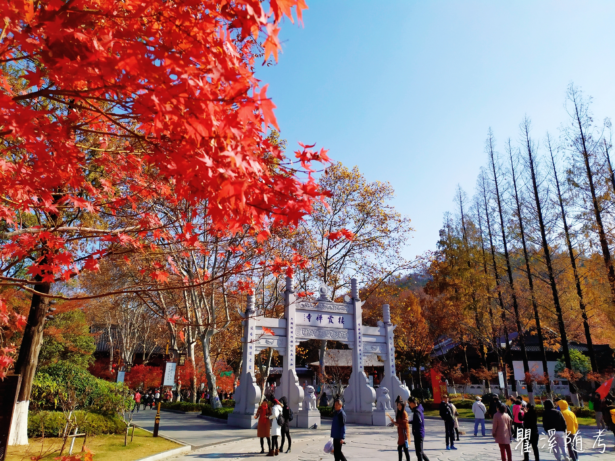 南京棲霞山層林盡染,