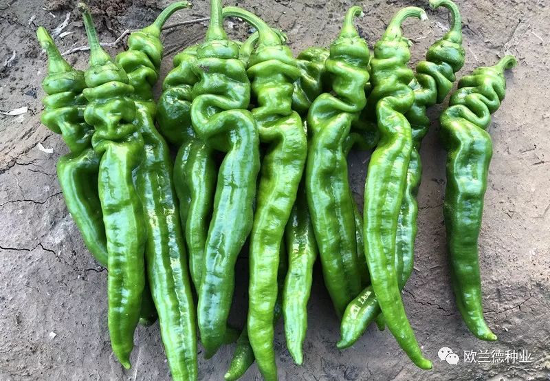 12月我们在广州柯木塱等您