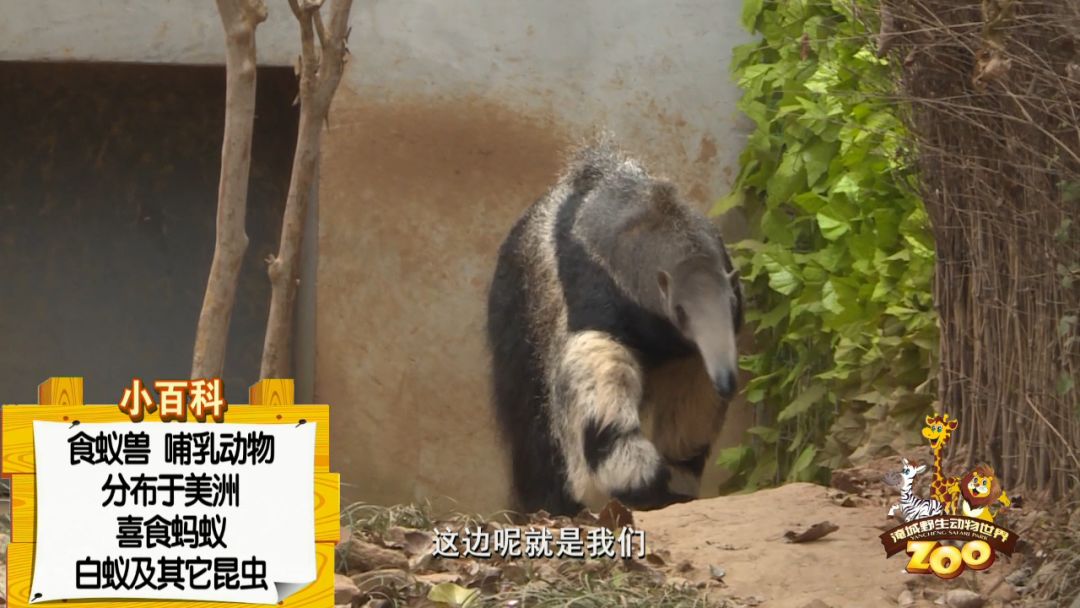 这种动物真奇怪长长的嘴巴有着长长的舌头