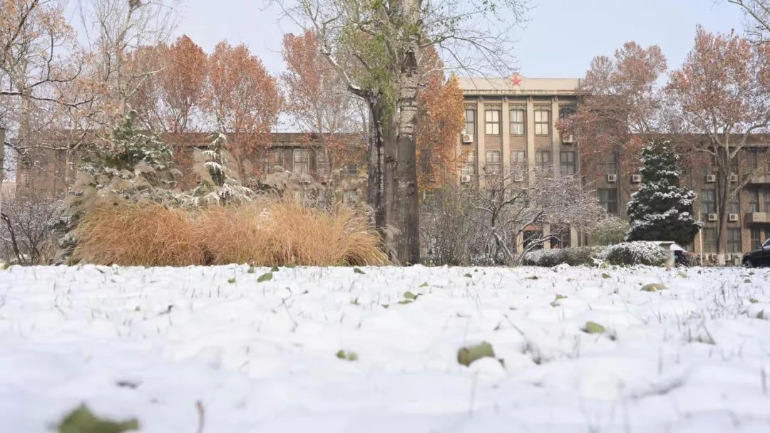 这漫长而凛冽的冬日里总需要一场雪的点缀才让整个冬天不再孤寂2019