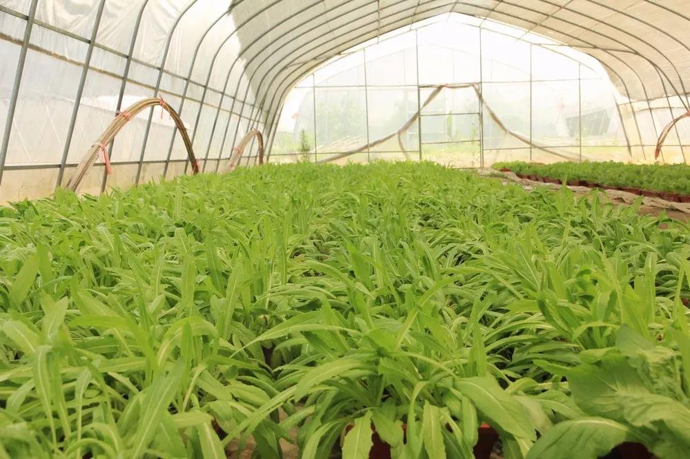 合一"的哲学思想,依靠自然的巨大力量恢复和提高土壤-植物系统生产力