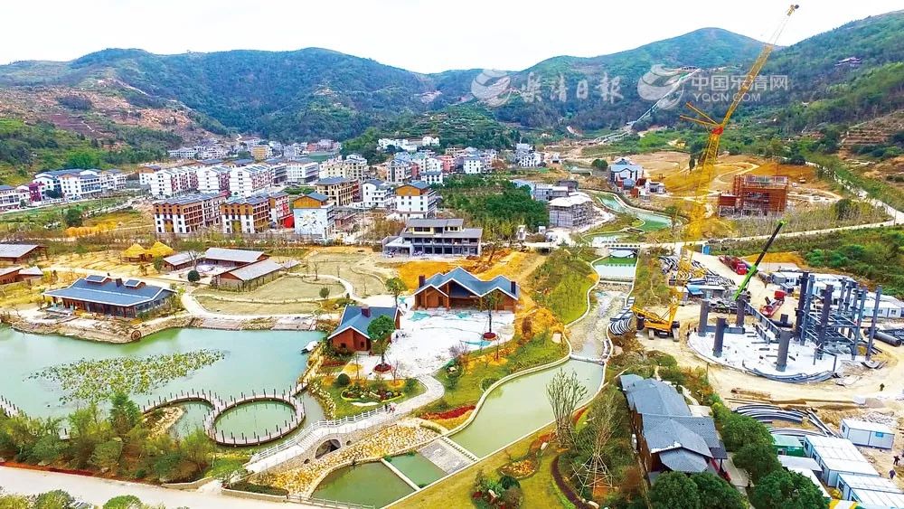 乐清市大荆镇下山头村的石斛种植园里,时值冬日,版权