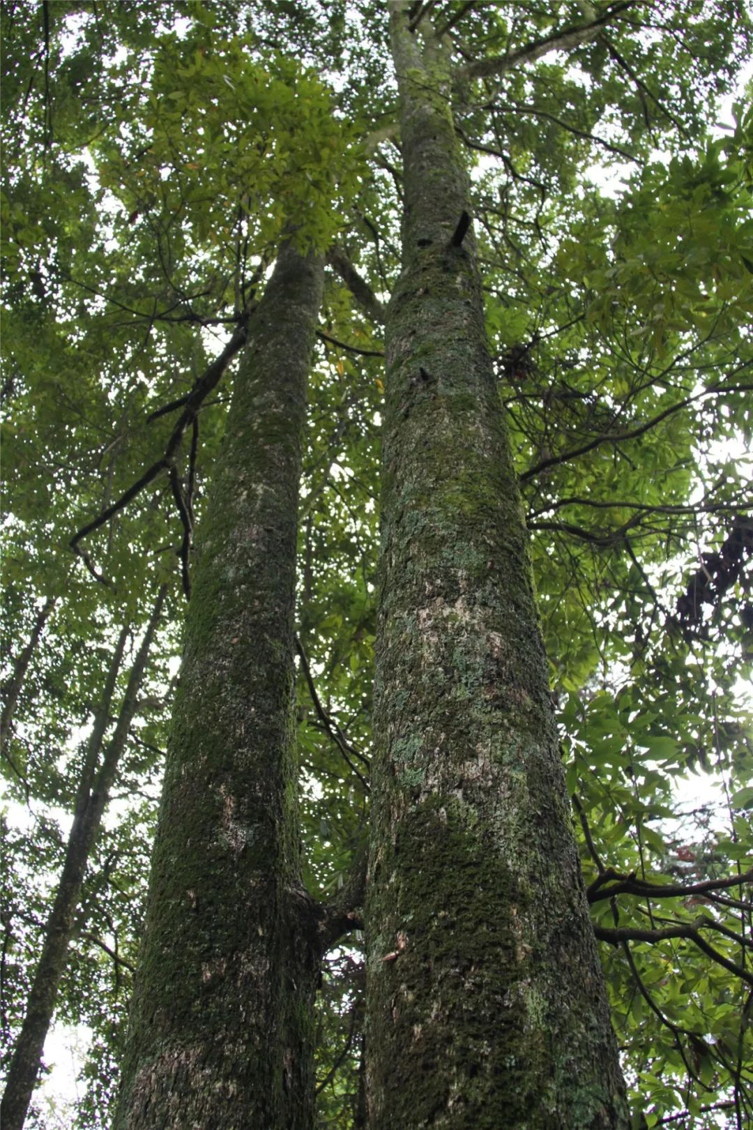 今日开始投票恩施州州树州花评选你说了算