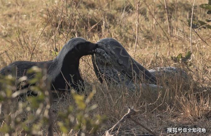 戰鬥力被高估,死對頭竟是胡狼!