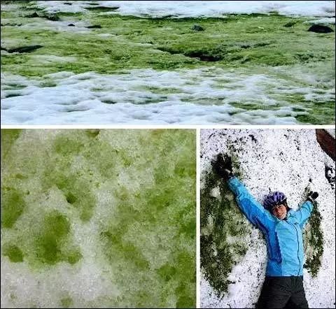 绿藻,黄藻,红藻,褐藻彩色的雪就是这些藻类植物被暴风刮到高空和雪片