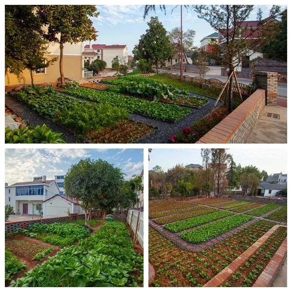 投票小美菜园大美乡村一米菜园大pk啦