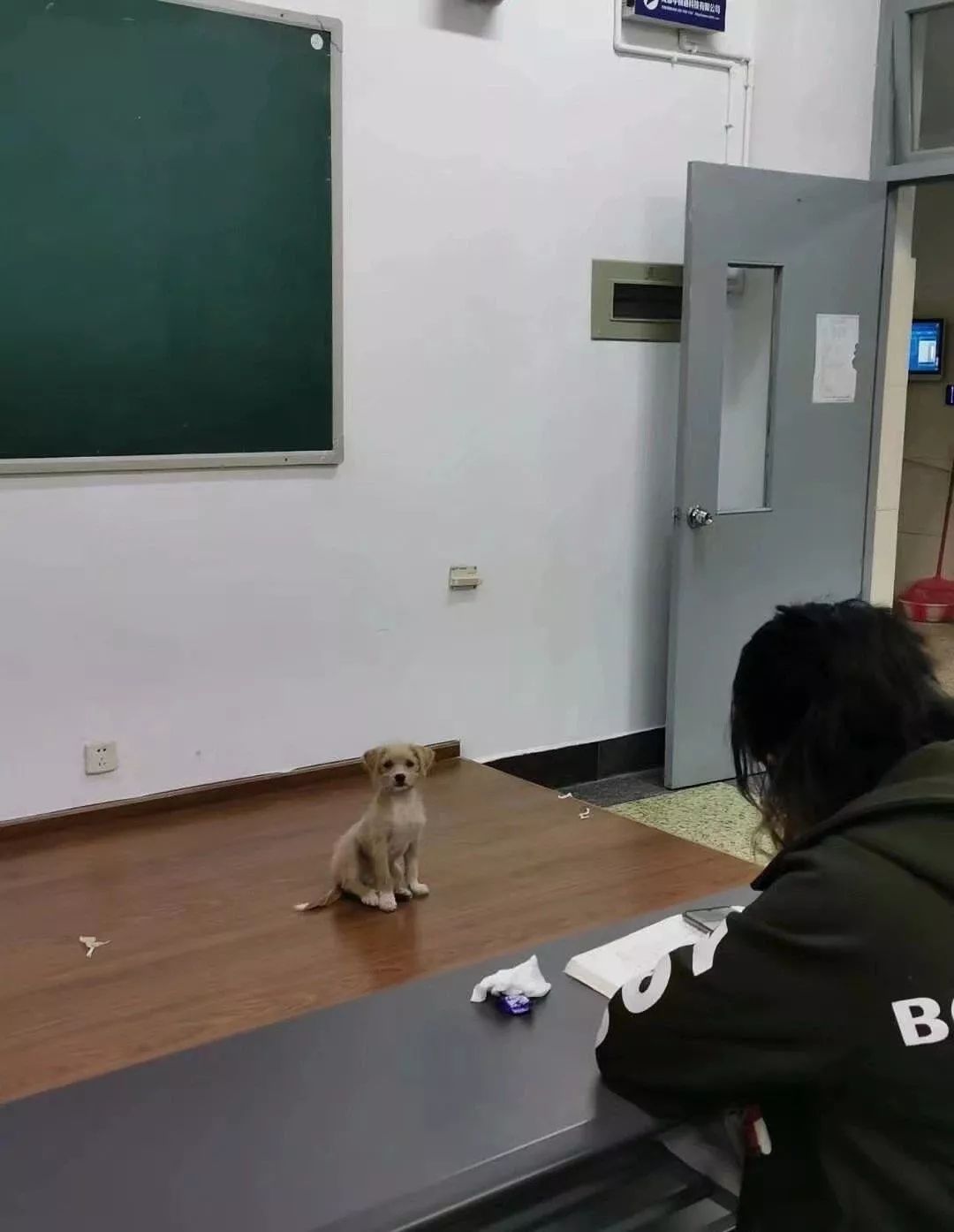 流浪狗意外闯入高校课堂,接到举报后,校方的处理方式获网友大赞!
