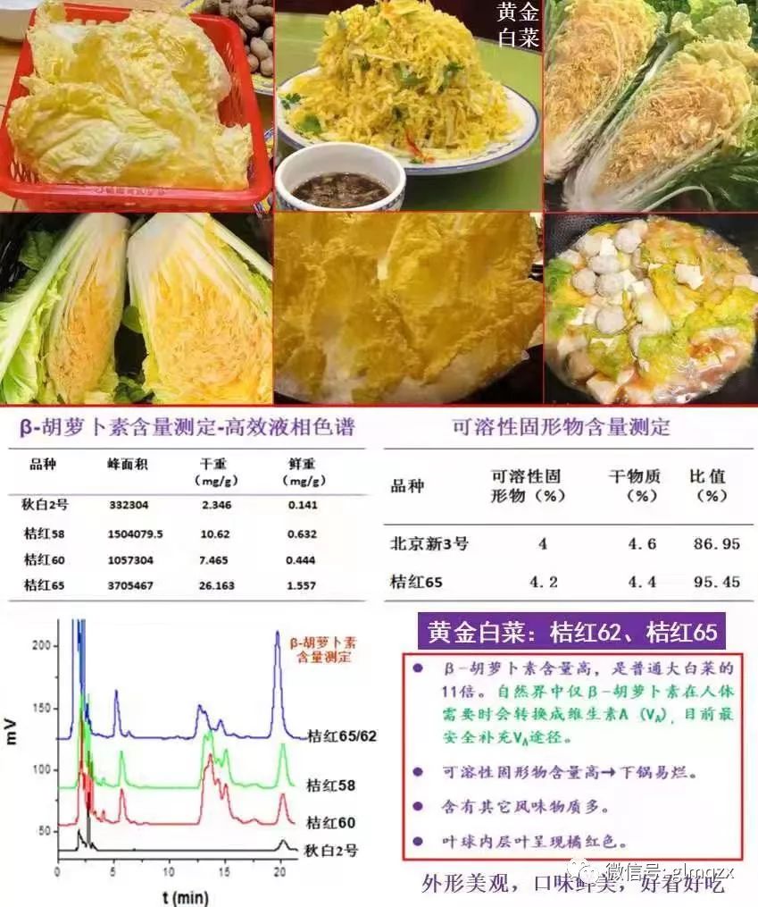 黄金白菜图片及价格图片