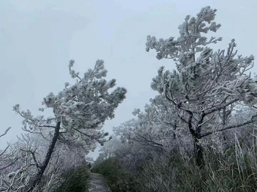 该视频由凤羽旅行社提供 丨雪后的龙泉山 还有人将视频照片上传朋友