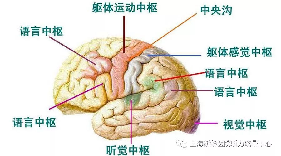 大脑皮质的主要中枢图片