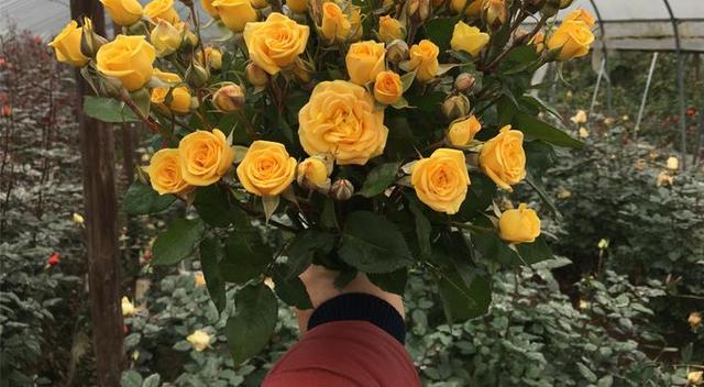 切花月季多头梦幻芭比栽培关键技术