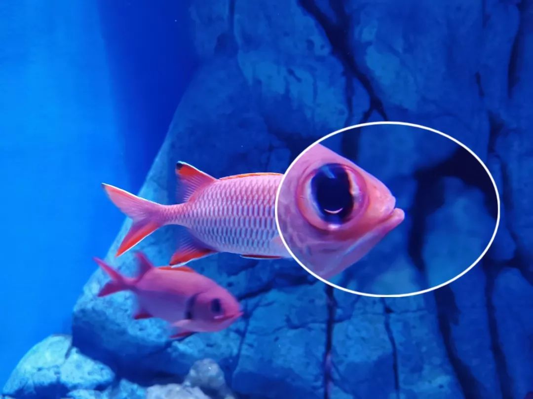 因此大家都叫它"大目仔"特别引人注目孔锯鳞鱼大的出奇的眼睛瞬间就