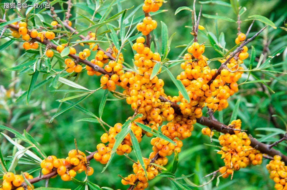 日本称它为长寿果俄罗斯称它为第二人参你知道是什么吗