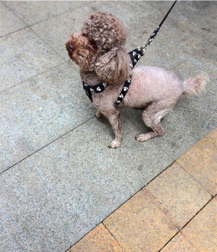 原创女子带泰迪换了个造型,之后泰迪出门都低着头,没脸见狗了!